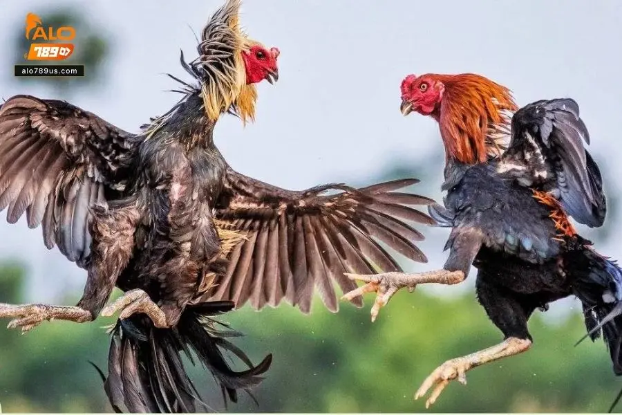 Chơi chọi gà bạn sẽ được tham gia vào cộng đồng người chơi sôi nổi