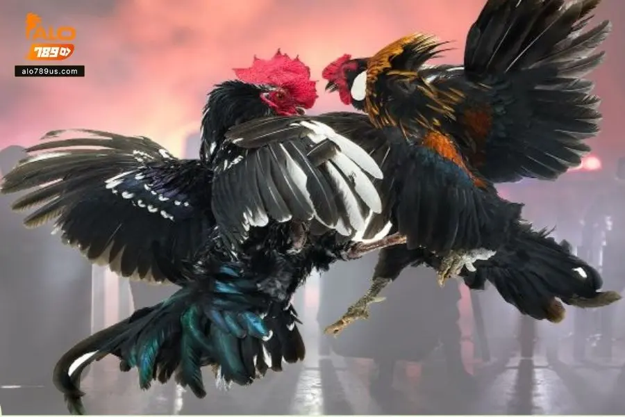 Chọi gà là trò giải trí cá cược hấp dẫn thưởng lớn