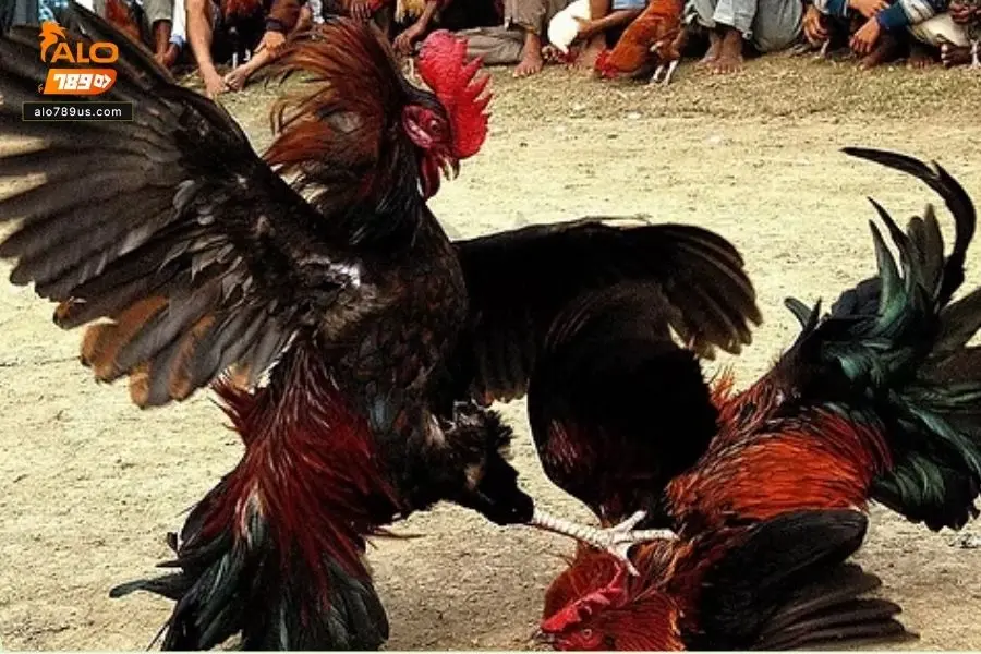 Thể lực của chiến kê hoàn toàn phụ thuộc vào chế độ luyện tập