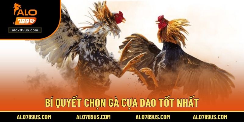 Bí quyết chọn gà cựa dao tốt nhất